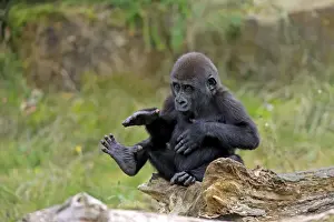 Western Lowland Gorilla (Gorilla gorilla gorilla) young, chest beating, sitting on log (captive)