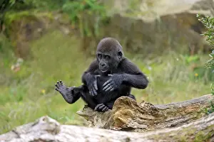 Western Lowland Gorilla (Gorilla gorilla gorilla) young, chest beating, sitting on log (captive)