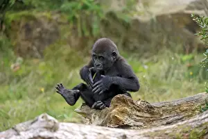 Western Lowland Gorilla (Gorilla gorilla gorilla) young, chest beating, sitting on log (captive)