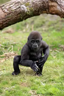 Western Lowland Gorilla (Gorilla gorilla gorilla) young, standing on grass (captive)