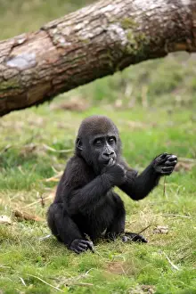 Western Lowland Gorilla (Gorilla gorilla gorilla) young, sitting on grass (captive)