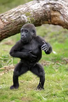 Western Lowland Gorilla (Gorilla gorilla gorilla) young, chest beating, standing on grass (captive)