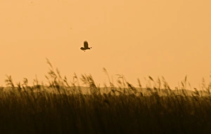 Reed Bed Prints: Western Marsh Harrier (Circus aeruginosus) adult