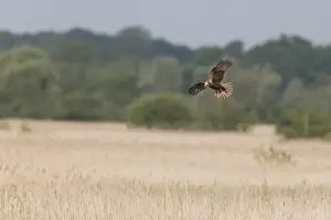 Western Marsh Harrier (Circus aeruginosus) adult female, in flight over reedbed habitat, Minsmere RSPB Reserve