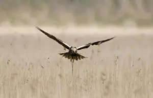Western Marsh Harrier (Circus aeruginosus) adult female, in flight over reedbed, carrying nesting material in beak, Cley, Norfolk, England, april