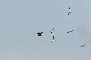 Western Marsh Harrier (Circus aeruginosus) adult female, in flight, mobbed by Eurasian Avocets (Recurvirostra avocetta), Minsmere RSPB Reserve, Suffolk, England, june