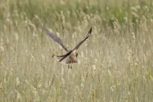 Western Marsh Harrier (Circus aeruginosus) adult female, in flight, hunting over marsh, Minsmere RSPB Reserve, Suffolk, England, june