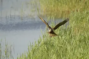 Western Marsh Harrier (Circus aeruginosus) adult female, in flight, hunting over marsh, Minsmere RSPB Reserve, Suffolk, England, june