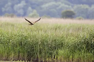 Western Marsh Harrier (Circus aeruginosus) adult female, in flight over reedbed habitat, Minsmere RSPB Reserve, Suffolk, England, july