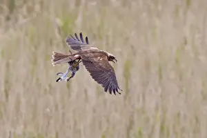 Western Marsh Harrier (Circus aeruginosus) adult female, in flight over reedbed, with Black-headed Gull (Larus ridibundus) chick in talons, Minsmere RSPB Reserve, Suffolk, England, july