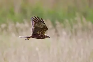 Western Marsh Harrier (Circus aeruginosus) adult female, in flight over reedbed, with Black-headed Gull (Larus ridibundus) chick in talons, Minsmere RSPB Reserve, Suffolk, England, july