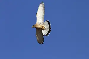 Western Marsh Harrier (Circus aeruginosus) adult female, in flight, Strumpshaw Fen RSPB Reserve, River Yare