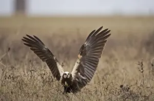 Western Marsh Harrier (Circus aeruginosus) adult female, landing on ground with wings spread, Northern Spain, November