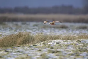 Western Marsh Harrier (Circus aeruginosus) adult female, in flight, hunting over snow covered grazing marsh habitat