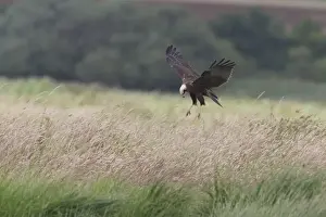 Western Marsh Harrier (Circus aeruginosus) adult female, in flight, hovering over grassland, Suffolk, England, July