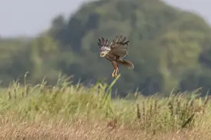 Western Marsh Harrier (Circus aeruginosus) adult male, in flight, hovering above tall grass, Suffolk, England, July