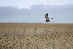 Western Marsh Harrier (Circus aeruginosus) adult male, in flight over reedbed, Blacktoft Sands RSPB Reserve