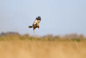 Western Marsh Harrier (Circus aeruginosus) adult male, in flight, dropping down into nest in reedbed, Cley, Norfolk, England, april
