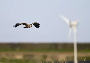 Western Marsh Harrier (Circus aeruginosus) adult male, in flight, with wind turbine in background, Norfolk, England, april