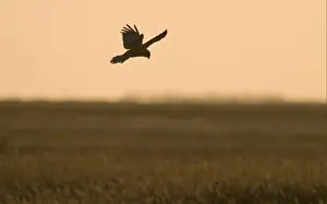 Western Marsh Harrier (Circus aeruginosus) adult male, in flight, dropping down into nest in reedbed, silhouetted at sunset, Cley, Norfolk, England, april