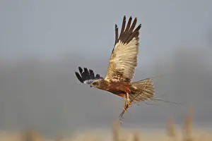 Western Marsh Harrier (Circus aeruginosus) adult male, in flight, carrying nesting material in talons, Texel