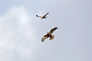 Western Marsh Harrier (Circus aeruginosus) adult pair, displaying in flight, Minsmere RSPB Reserve, Suffolk, England, april
