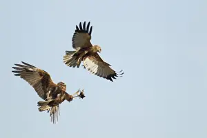 Western Marsh Harrier (Circus aeruginosus) adult pair, in flight, courtship food pass display, Guernsey