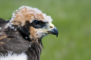 Western Marsh Harrier (Circus aeruginosus) chick, close-up of head, held during wing tagging to ascertain movements, North Kent Marshes, Isle of Sheppey, Kent, England, june