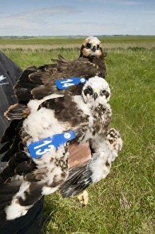 Western Marsh Harrier (Circus aeruginosus) two chicks, being held by conservation worker after wing tagging to ascertain movements, North Kent Marshes, Isle of Sheppey, Kent, England, june