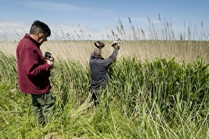 Western Marsh Harrier (Circus aeruginosus) three chicks, being returned to nest by conservation workers after wing tagging to ascertain movements, North Kent Marshes, Isle of Sheppey, Kent, England, june