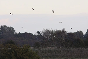 Gather Prints: Western Marsh Harrier (Circus aeruginosus) flock