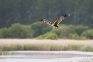 Western Marsh Harrier (Circus aeruginosus) immature male, in flight, hunting over reedbed habitat