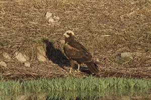 Marsh Harriers Prints: Western Marsh Harrier (Circus aeruginosus) juvenile