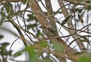 Abrafo Prints: Western Nicator (Nicator chloris) adult