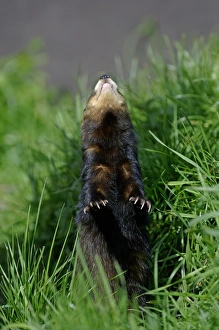 Mustelid Prints: Western Polecat (Mustela putorius) adult