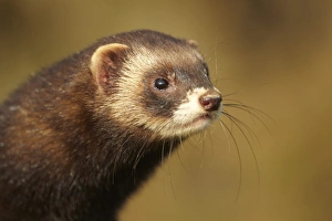 Western Polecat (Mustela putorius) adult, close-up of head, in evening sunlight (captive)