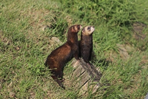 Captive Prints: Western Polecat (Mustela putorius) adult pair