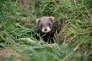 Captive Prints: Western Polecat (Mustela putorius) baby