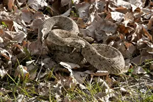 Western Prairie Rattlesnake (Crotalus viridis) adult, coiled on leaf litter, Dinosaur Provincial Park, Alberta, Canada, october