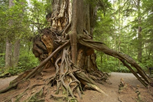 Boles Prints: Western Red Cedar (Thuja plicata) Big Cedar