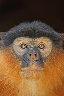 Western Red Colobus (Procolobus badius) adult, close-up of head, Gambia, january