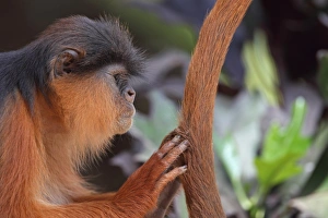 Western Red Colobus (Procolobus badius) adult, close-up of head, grooming tail, Gambia, january