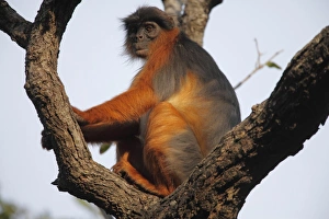 Western Red Colobus (Procolobus badius) adult, sitting on branches in tree, Gambia, january