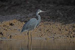 Egrets Prints: Western Reef Heron (Egretta gularis) adult, standing in water, Gambia, january