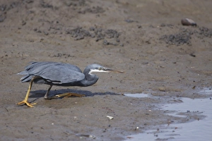 Western Reef Heron (Egretta gularis) dark morph, adult, hunting on mud at edge of water in mangrove swamp, Gambia