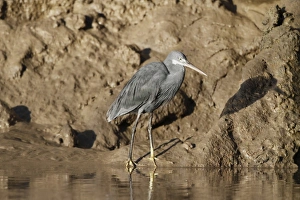 Egrets Prints: Western Reef Heron (Egretta gularis) dark morph