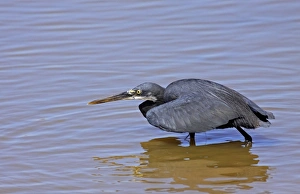 Western Reef Heron (Egretta gularis) dark morph, adult, hunting in water, Gambia, December