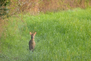 Western Roe Deer (Capreolus capreolus) buck, standing in field at dawn, Italy, March