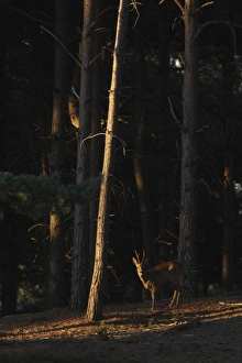 Sun Light Prints: Western Roe Deer (Capreolus capreolus) buck