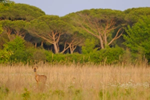 Western Roe Deer (Capreolus capreolus) buck, standing in Mediterranean bush habitat, Italy, april
